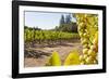 Close-Up of Grapes in a Vineyard, Napa Valley, California, United States of America, North America-Billy Hustace-Framed Photographic Print