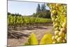 Close-Up of Grapes in a Vineyard, Napa Valley, California, United States of America, North America-Billy Hustace-Mounted Photographic Print