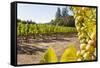 Close-Up of Grapes in a Vineyard, Napa Valley, California, United States of America, North America-Billy Hustace-Framed Stretched Canvas