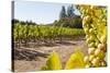 Close-Up of Grapes in a Vineyard, Napa Valley, California, United States of America, North America-Billy Hustace-Stretched Canvas