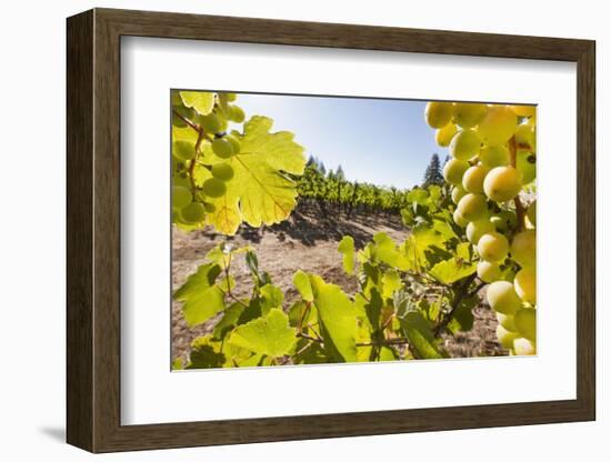 Close-Up of Grapes in a Vineyard, Napa Valley, California, United States of America, North America-Billy Hustace-Framed Photographic Print