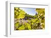 Close-Up of Grapes in a Vineyard, Napa Valley, California, United States of America, North America-Billy Hustace-Framed Photographic Print