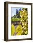 Close-Up of Grapes in a Vineyard, Napa Valley, California, United States of America, North America-Billy Hustace-Framed Photographic Print