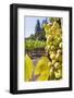 Close-Up of Grapes in a Vineyard, Napa Valley, California, United States of America, North America-Billy Hustace-Framed Photographic Print