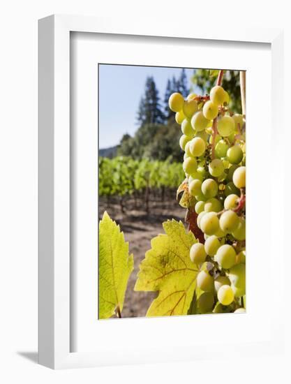 Close-Up of Grapes in a Vineyard, Napa Valley, California, United States of America, North America-Billy Hustace-Framed Photographic Print