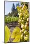 Close-Up of Grapes in a Vineyard, Napa Valley, California, United States of America, North America-Billy Hustace-Mounted Photographic Print