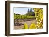 Close-Up of Grapes in a Vineyard, Napa Valley, California, United States of America, North America-Billy Hustace-Framed Photographic Print