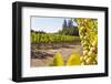 Close-Up of Grapes in a Vineyard, Napa Valley, California, United States of America, North America-Billy Hustace-Framed Photographic Print