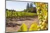 Close-Up of Grapes in a Vineyard, Napa Valley, California, United States of America, North America-Billy Hustace-Mounted Photographic Print
