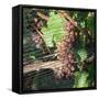 Close-up of grapes on vine behind netting, Hawke's Bay, Hastings, North Island, New Zealand-null-Framed Stretched Canvas