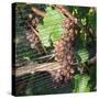 Close-up of grapes on vine behind netting, Hawke's Bay, Hastings, North Island, New Zealand-null-Stretched Canvas