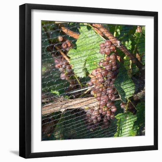 Close-up of grapes on vine behind netting, Hawke's Bay, Hastings, North Island, New Zealand-null-Framed Photographic Print