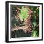 Close-up of grapes on vine behind netting, Hawke's Bay, Hastings, North Island, New Zealand-null-Framed Photographic Print