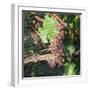 Close-up of grapes on vine behind netting, Hawke's Bay, Hastings, North Island, New Zealand-null-Framed Photographic Print