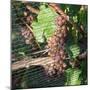 Close-up of grapes on vine behind netting, Hawke's Bay, Hastings, North Island, New Zealand-null-Mounted Photographic Print