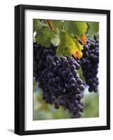 Close-up of Grapes on Vine-John Luke-Framed Photographic Print