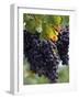 Close-up of Grapes on Vine-John Luke-Framed Photographic Print