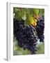 Close-up of Grapes on Vine-John Luke-Framed Photographic Print