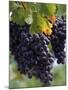 Close-up of Grapes on Vine-John Luke-Mounted Photographic Print