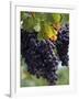 Close-up of Grapes on Vine-John Luke-Framed Photographic Print