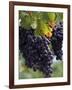 Close-up of Grapes on Vine-John Luke-Framed Photographic Print