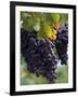 Close-up of Grapes on Vine-John Luke-Framed Photographic Print