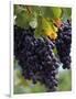 Close-up of Grapes on Vine-John Luke-Framed Photographic Print