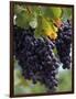 Close-up of Grapes on Vine-John Luke-Framed Photographic Print