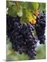 Close-up of Grapes on Vine-John Luke-Mounted Photographic Print