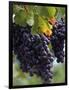 Close-up of Grapes on Vine-John Luke-Framed Photographic Print