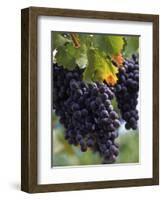 Close-up of Grapes on Vine-John Luke-Framed Photographic Print