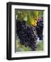 Close-up of Grapes on Vine-John Luke-Framed Photographic Print