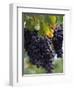 Close-up of Grapes on Vine-John Luke-Framed Photographic Print