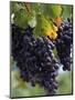 Close-up of Grapes on Vine-John Luke-Mounted Photographic Print
