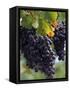 Close-up of Grapes on Vine-John Luke-Framed Stretched Canvas