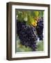 Close-up of Grapes on Vine-John Luke-Framed Premium Photographic Print