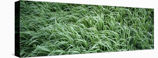Close-up of Grass-null-Stretched Canvas