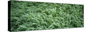 Close-up of Grass-null-Stretched Canvas