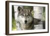 Close-up of Gray Wolf Between Birch Trees, Minnesota-Wendy Kaveney-Framed Art Print