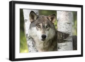 Close-up of Gray Wolf Between Birch Trees, Minnesota-Wendy Kaveney-Framed Art Print