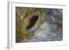 Close-Up of Great Clam Mantle-Reinhard Dirscherl-Framed Photographic Print