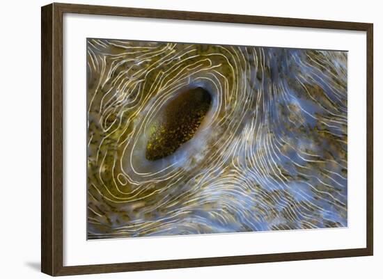 Close-Up of Great Clam Mantle-Reinhard Dirscherl-Framed Photographic Print