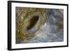 Close-Up of Great Clam Mantle-Reinhard Dirscherl-Framed Photographic Print