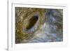Close-Up of Great Clam Mantle-Reinhard Dirscherl-Framed Photographic Print