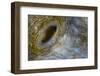 Close-Up of Great Clam Mantle-Reinhard Dirscherl-Framed Photographic Print