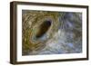 Close-Up of Great Clam Mantle-Reinhard Dirscherl-Framed Photographic Print