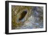 Close-Up of Great Clam Mantle-Reinhard Dirscherl-Framed Photographic Print