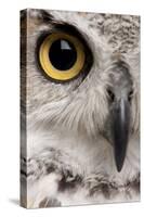 Close-Up of Great Horned Owl, Bubo Virginianus Subarcticus-Life on White-Stretched Canvas