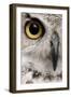 Close-Up of Great Horned Owl, Bubo Virginianus Subarcticus-Life on White-Framed Photographic Print