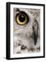 Close-Up of Great Horned Owl, Bubo Virginianus Subarcticus-Life on White-Framed Photographic Print